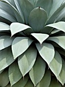 AGAVE PARRYI