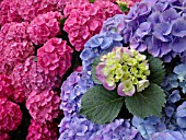 HYDRANGEA MACROPHYLLA BLAEULING, HYDRANGEA MACROPHYLLA AMSTERDAM,