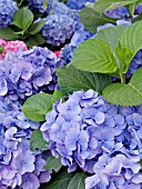 HYDRANGEA MACROPHYLLA HEINRICHSBERG,