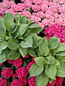 HOSTA WITH HYDRANGEA MACROPHYLLA