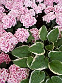 HOSTA WITH HYDRANGEA MACROPHYLLA RED ACE