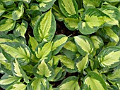 HOSTA WHIRLWIND