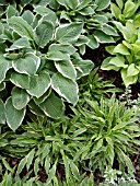 HOSTA STILETTO, HOSTA FRINGE BENEFIT AND HOSTA PASCAL