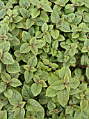 PLECTRANTHUS NICO, SWEDISH IVY