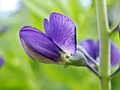 BAPTISIA AUSTRALIS, BLUE FALSE INDIGO