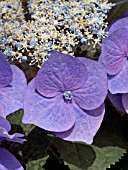 HYDRANGEA MACROPHYLLA BLAUMEISE