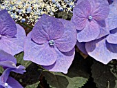 HYDRANGEA MACROPHYLLA BLAUMEISE