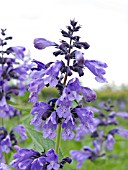 NEPETA PRATTII, CATMINT