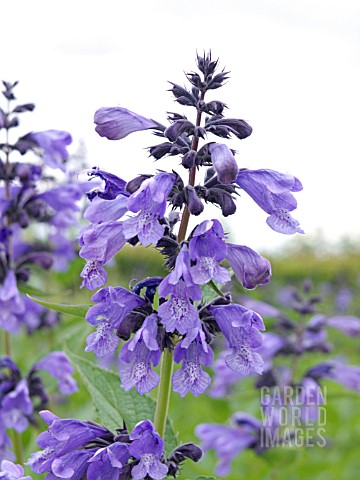 NEPETA_PRATTII_CATMINT