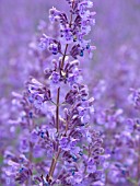 NEPETA X FASSSENII WALKERS LOW, CATMINT