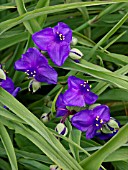 TRADESCANTIA X ANDERSONIANA ZWANENBURG BLUE