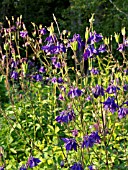 AQUILEGIA OLYMPICA, COLUMBINE