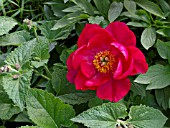 PAEONIA RUBINSCHALE, PAEONY