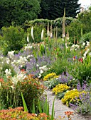 EREMURUS HIMALAICUS IN MIXED SUMMER BORDER