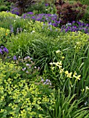 IRIS PSEUDACORUS, ALCHEMILLA MOLLIS, AND GERANIUM X MAGNIFICUM, CRANESBILL