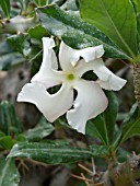 PACHYPODIUM SAUNDERSII