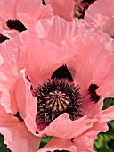 PAPAVER ORIENTALE, ORIENTAL POPPY