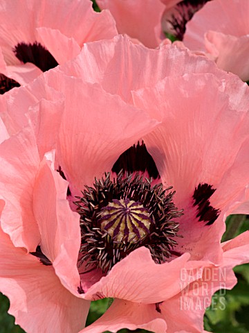 PAPAVER_ORIENTALE_ORIENTAL_POPPY