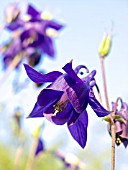 AQUILEGIA OLYMPICA, COLUMBINE