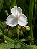 TRADESCANTIA X ANDERSONIANA INNOCENCE