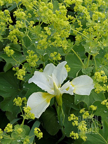 IRIS_WITH_ALCHEMILLA_MOLLIS_LADYS_MANTLE