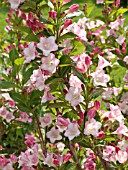 WEIGELA CARNAVAL