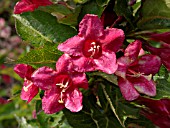 WEIGELA LUCIFER