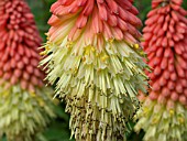 KNIPHOFIA