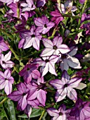 NICOTIANA X SANDERAE DEEP LILAC