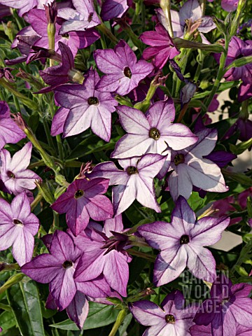 NICOTIANA_X_SANDERAE_DEEP_LILAC