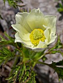 PULSATILLA ALPINA, ALPINE PASQUE FLOWER