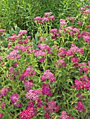 ACHILLEA MILLEFOLIUM SAMMETRIESE, YARROW