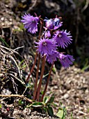 SOLDANELLA ALPINA, ALPINE SNOWBELL