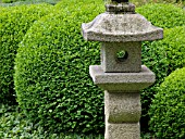 BUXUS SEMPERVIRENS, COMMON BOXWOOD, WITH STONE LANTERN