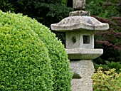 BUXUS SEMPERVIRENS, COMMON BOXWOOD, WITH STONE LANTERN