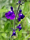 SALVIA COAHUILENSIS, SAGE