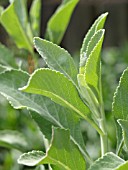 SALVIA APIANA, WHITE SAGE