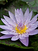 NYMPHAEA BAGDAD, WATER LILY