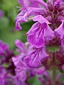 STACHYS MACRANTHA SUPERBA, BIG BETONY