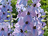 DELPHINIUM ELATUM FIRNGLANZ, LARKSPUR