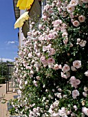 CLIMBING ROSES