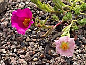 PORTULACA GRANDIFLORA, MOSS ROSE