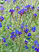 ANCHUSA OFFICINALIS, ALKANET