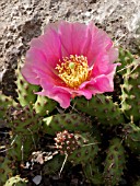 OPUNTIA POLYACANTHA, PRICKLY PEAR