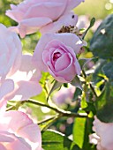 ROSA X CENTIFOLIA FANTIN-LATOUR, CABBAGE ROSE