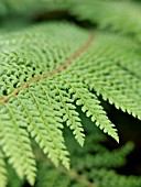 POLYSTICHUM SETIFERUM PROLIFERUM WOLLASTONII, SOFT SHIELD FERN