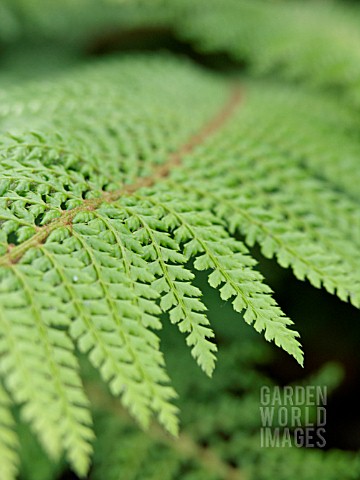 POLYSTICHUM_SETIFERUM_PROLIFERUM_WOLLASTONII_SOFT_SHIELD_FERN