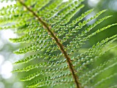 POLYSTICHUM SETIFERUM PROLIFERUM WOLLASTONII, SOFT SHIELD FERN