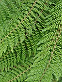 POLYSTICHUM SETIFERUM PROLIFERUM WOLLASTONII, SOFT SHIELD FERN