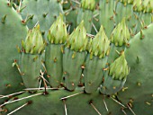 OPUNTIA PHAEACANTHA VAR. GIGANTEA, PRICKLY PEAR